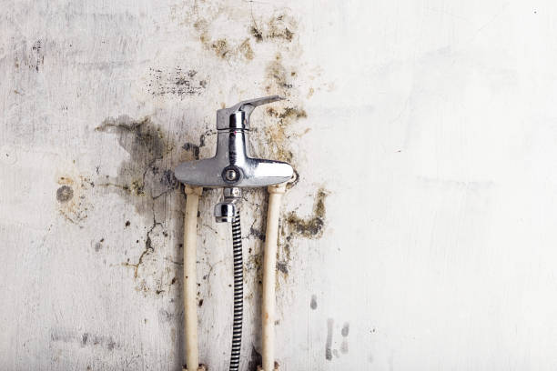 Best Black Mold Remediation in Mccla, AL