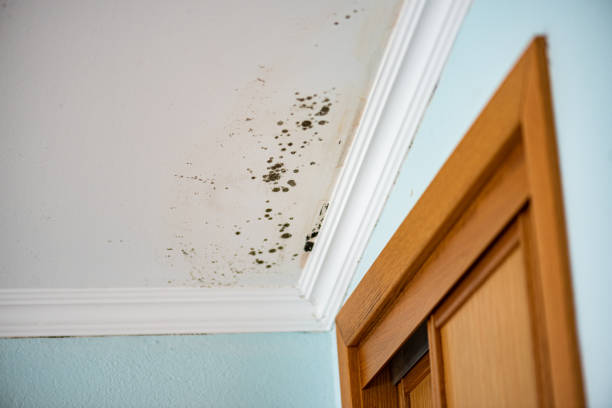 Best Mold Testing and Inspection Services in Mccla, AL